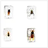 Aranha borboleta Scorpion Insect Specimen em clara Resina Paperweight Specimen