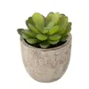 Artificial potted succulent with ECO-friendly pulp pot PVC material Potted Succulent Bonsai Set creative office artificial Flower