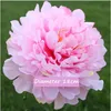 Blooming Peony Silk Big Head Flores Artificial Flowers Home Wedding Decor DIY Hats Marriag Accessoies New Year Gifts GB569