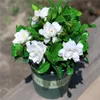 Time-Limit !!100 Pcs Gardenia Bonsai seeds (Cape Jasmine )-DIY Home Garden Potted Bonsai, amazing smell & beautiful flowers for room plant