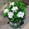 plantes jasmin