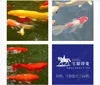 Personalizzato 3D foto autoadesiva pavimento impermeabile murale carta da parati adesivi Soggiorno 3D pavimento in stile cinese dipinto pesce koi sott'acqua