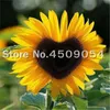 Mix Color Zwerg Sonnenblume Seltene Blumensamen Glück Sonnenblume Topf Bonsai für Hausgarten Pflanzung Leicht zu wachsen 60pcs / Tasche