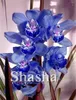 500 stücke seltene klettern cymbidium orchidee bonsai samen gemischte schmetterling orchidee phalaenopsis blume ornamental pflanzen garten balkon topf