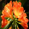 100 PCS رائع Clivia Bonsai Kaffir Lily Rare Bonsai Flower Indoor Bonsai Clivia miniata flores for Home Garden266z