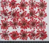 エポキシ樹脂のペンダントネックレスジュエリー作りのための120pcsの圧迫された乾燥のAmmi Majusの花乾燥植物