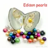 Ücretsiz nakliye 2020 Yuvarlak Edison İnci İstiridye 10-12mm 16 mix Renk Doğal inci Hediye DIY Takı süslemeler Vakum Toptan Packaging