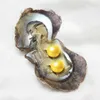 2020 Nya tvillingar Runda Edison Pärlor i Akoya Oyster 10-12mm Önskar Redigion Pärlor Blandade färger Seawater Oyster Party Gifts Jewely