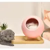 Kreative Nachtlichter, Neuheit, besonderes Produkt, USB-Aufladung, kleines Licht, Atmosphäre, Schlafzimmer mit schlafender, warmer Katze