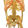 Yüksek kaliteli PVC 18 * 18 * 40 cm 0.7 kg 1 Bölüm İnsan belden fetal iskelet öğretim modeli Bağımsız karton ambalaj