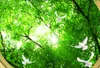 Custom Malardaorininal Green Tree Zenith Sufit Sufit Fototapeta Nowoczesne wzory 3D Sypialnia Sypialnia Wallpaper Papel de Parede