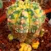 M￩langer les graines de bonsa￯ lithops 500 PCS Pertes vivantes Succulent Cactus Organic Garden Plant de bonsa￯ en vrac pour int￩rieur succulent 100% naturel