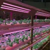 500W 4FT Växtväxt Ljus - LED Integrerad lampa Fixture Plug and Play - Full Spectrum för Inomhus Växter Blommor Växande