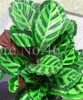 Sales! 200 pcs/ bag Seeds Bonsai Calathea Foliage Plant Pot Outdoor & Indoor Four Seasons Planting for Home Garden Decor Easy To Grow