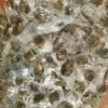 100 stks Zoutwaterronde Akoya Pearl Oyster 27 Kleuren Gemengde Kleuren 6-8 MM Gekweekte Pearl Oyster Vacuüm Verpakking Gratis Verzending ZZ007