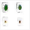 Spider Butterfly Scorpion Insect Esemping in campione di carta trasparente in resina trasparente5416020