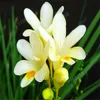 100 PCS رائع Clivia Bonsai Kaffir Lily Rare Bonsai Flower Indoor Bonsai Clivia miniata flores for Home Garden266z