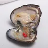 JNMM NOUVEAU perles d'eau douce Oyster avec TWIN perle ronde de couleurs mixtes pour perles Accessoires et cadeaux