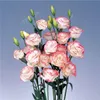 500 Stück / Tasche, seltene Eustoma-Blumensamen, Topfpflanze, Lisianthus, Mischfarben Blumenpflanze, Abwechslung abgeschlossen, die angehende Rate 97%