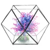 Polygon Serre Verre Terrarium DIY Micro Paysage Plantes Succulentes Pot De FleurCréer une atmosphère paisible et micro jardin et faire