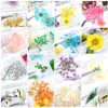 Torkade blommor nagelkonstkit naturligt riktiga blommor 3D -dekorationer klistermärke DIY Designtillbehör Naglar Tips Dekaler6850036
