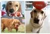 PET Interaktif Lateks Ses Teddy Temiz Diş Topu Futbol Emniyet Et Taç Basit Kullanımlık Köpek Oyuncak
