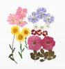 Typr-2 1 Set gemischte getrocknete gepresste Rosen-Gänseblümchen + Blätter Pflanzen Herbarium für Schmuck, Postkarten, Fotorahmen, Handyhüllen, zum Selbermachen