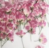 60pcs Gedrückt Getrocknete Rosa Malus Spectabilis Blumen / Knospen Pflanze Herbarium für die Schmucksachen Postkarte Einladungs-Karte Telefon-Kasten DIY