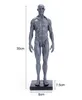 human body anatomy model