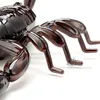 new rc animal High Simulation Animal Scorpion Infrared Remote Control Kids Toy Gift Funny Toy For Kids educational toy MX2004147699685