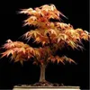 Grande promozione !!! Mini Bonsai Flame Maple Tree Canada, confezione da 20 pezzi, bellissimo albero Piante canadese in fiamme colorate Piante di acero