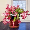 500pcs 멕시코 하이브리드 epiphyllum 꽃 분재 식물 씨앗 희귀 난초 선인장 식물 정원 장식 Bonsai Flores 크리스마스 선물 301Z