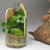 Bricolage Mirco paysage mousse plante naturelle sauvage Leucobryum Bowringii décorations de bouteilles en verre
