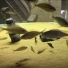 樹脂人工水族館イースターアイランド像飾り水中造園工芸品魚タンク装飾アクセサリーXBJK2002