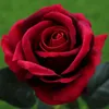 واحد عرض اصطناعي المخملية روز زهرة واحدة جذع الورود 50 سنتيمتر الأحمر الأبيض الوردي الأزرق الأخضر الفوشيه الألوان روز الزهور