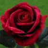 one Artificial Display Velvet Rose Flower Single Stem Roses 50cm red white pink blue green fuchsia Colors Rose Flowers