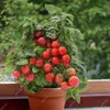 Vendita calda! 500 pezzi rare mini semi di piante di pomodoro ciliegio, balcone dolce frutta frutta verdure bonsai in vaso, casa giardino succulente semiplant