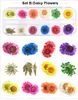 Na054 12 Kolory Suszone kwiaty Dekoracje Nail Art Dekoracje 3D Naturalne Daisy Gypsophila Conserwed Suche Kwiat DIY Nail naklejki Naklejki Manicure Decal Naklejka