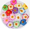 100pcs 9cm Frangipane Frangipani Flower Sinensis Cabeça de flor Hibiscus tropical 16 cores