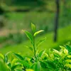 250g chinois bio thé vert Longjing Dragon bien cru cha soins de santé nouveau printemps frais parfumé Tae vert nourriture