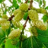 Försäljning! 400 st / väska frön kinesisk vild mulberry blandad färg jätte bonsai potted creepers frukt för hem trädgård blomma planter lätt växa