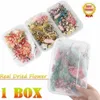 1 Box Assroetd Real Torkade Blommor Pressade löv för epoxiharts Smycken Göra DIY Tillbehör Hot