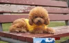ПЭТ мода серии собака осень одежда вязание рубашки 5 размеров 4 цвета красный, зеленый, желтый, синий и оранжевый
