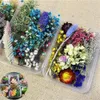 1 Box Assoortd Real Gedroogde bloemen geperste bladeren voor epoxy hars sieraden maken DIY accessoires heet