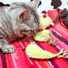 12pcs Çeşitlilik Küçük Mini Oynatma Fare Oyuncakları Kedi Köpekleri için Hediye Yavru Yavru Değer Evcil Hayim Toys Packs8209248