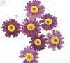 120 Stück gepresste getrocknete Marguerite de Valois Blumenpflanzen für Epoxidharz Anhänger Halskette Schmuckherstellung Handwerk DIY Zubehör