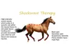 Beste pneumatische Stoßwellenmaschine, Stoßwelle zur Linderung von Sehnenschmerzen, Stoßwelle für die Behandlung von Pferden