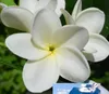 Real Touch Flowers Branco / Rosa / Fushia Frangipani Spray Nupcial / Casamento Buquês, 1 Pc Com Stem10 Frangipani Flores