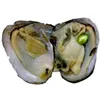 Partido perla NUEVO ostras con perlas teñido natural Dentro de ostras en granel abierto en casa perla ostras con el envasado al vacío Epacket