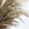 8/10 / 20 sztuk Naturalny Suszony Kwiat Reed Pampas Trawa Home Decor Dekoracje Ślubne Tło gospodarstwa